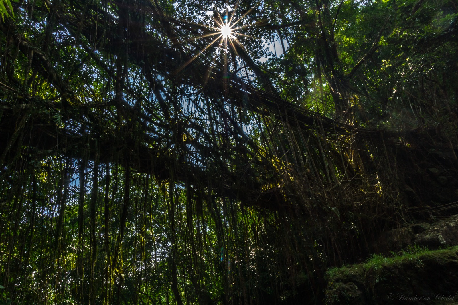 A living root bridge in Meghalaya